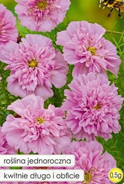 Onętek DUTCH ROSE 0,5g (Cosmos bipinnatus)