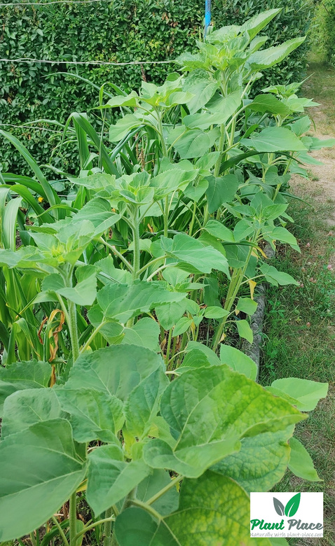 Edible garden sunflower 20g (Helianthus annuus)