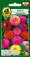 Dalia pomponowa mieszanka kolorów 0,5g  (Dahlia pinnata fi. pl.)