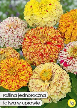 Dahlia-flowered Zinnia PEPPERMINT STICK mix of colors 1g (Zinnia elegans dahl. fi.pl.)