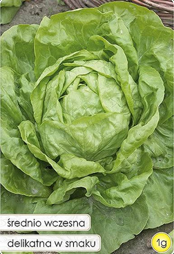 Butterhead lettuce ADINAL 1g (Lactuca sativa var.capitata)