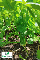 Root celery MAKAR 1g (Apium graveolens)