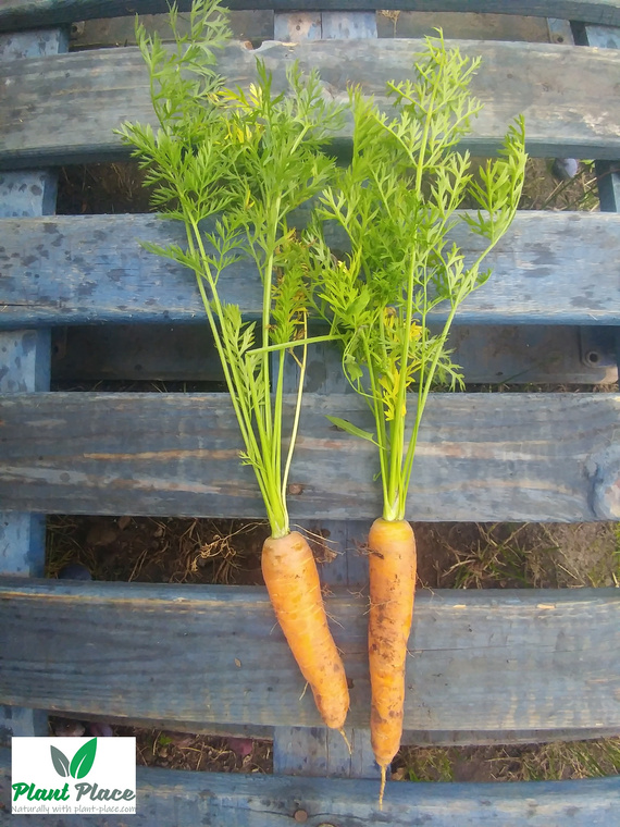 Marchew jadalna PIERWSZY ZBIÓR 5g (Daucus carota)