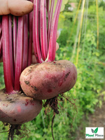 Beetroot DEGYPTE 100g (Beta vulgaris)