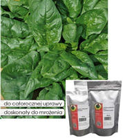 Spinach MATADOR - MATADOR 30 500g