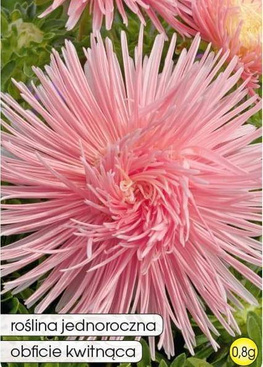 Pink Needle Aster 0.8g (Callistephus chinensis fl. pl.)