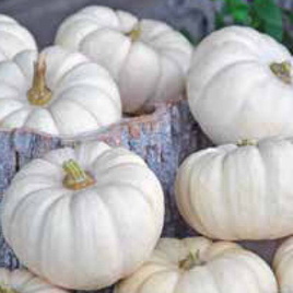 Decorative pumpkin BABY BOO 1g (Cucurbita pepo)