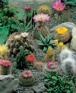 Mixed species cactus seeds 0.2g (Cactus sp.)