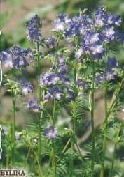 Blue Jacob's ladder 0.2g (Polemonium caeruleum)