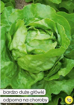 Butterhead lettuce EWELINA 1g (Lactuca sativa var.capitata)