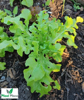 Leaf lettuce oakleaf SALAD BOWL 0.5g BIO (Lactuca sativa)