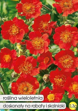 Kuklik czerwony 0,3g (Geum chiloense)