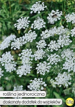 Biedrzeniec anyż 0,5g (Pimpinella anisum)