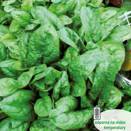 Spinach ASTRA F1 10g (Spinacia oleracea)