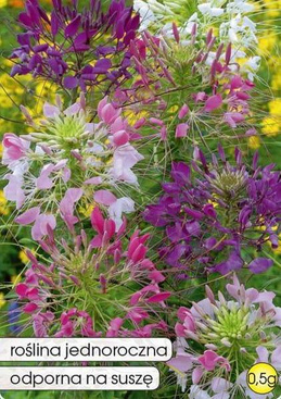 Thorny cleome mix 0.5g (Cleome spinosa)