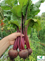 Burak ćwikłowy CZERWONA KULA 2 - CZERWONA KULA REW 100g (Beta vulgaris)