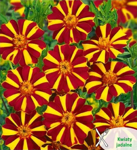 Aksamitka rozpierzchła MR. MAJESTIC 0,3g (Tagetes patula nana)