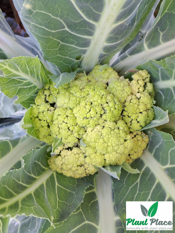 Kalafior VERDE DI MACERATA 0,2g (Brassica oleracea convar. botrytis)