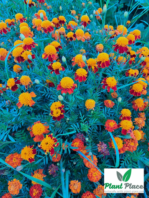 Orange Flame French Marigold 1g (Tagetes patula nana)