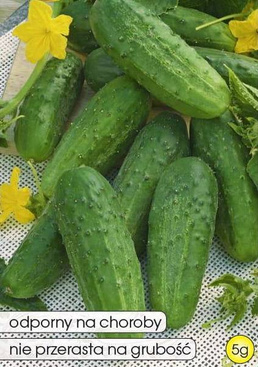 Ground cucumber LOKATA F1 5g (Cucumis sativus)