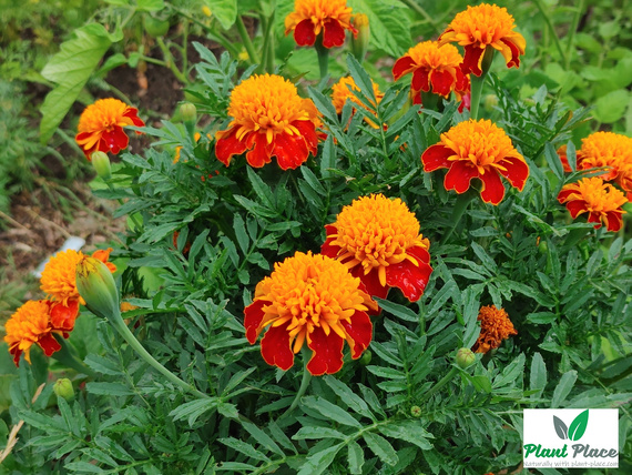 Orange Flame French Marigold 1g (Tagetes patula nana)