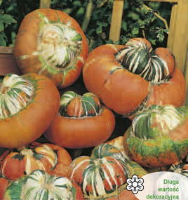 Ornamental pumpkin SULTAN TURBAN 2g (Cucurbita maxima)