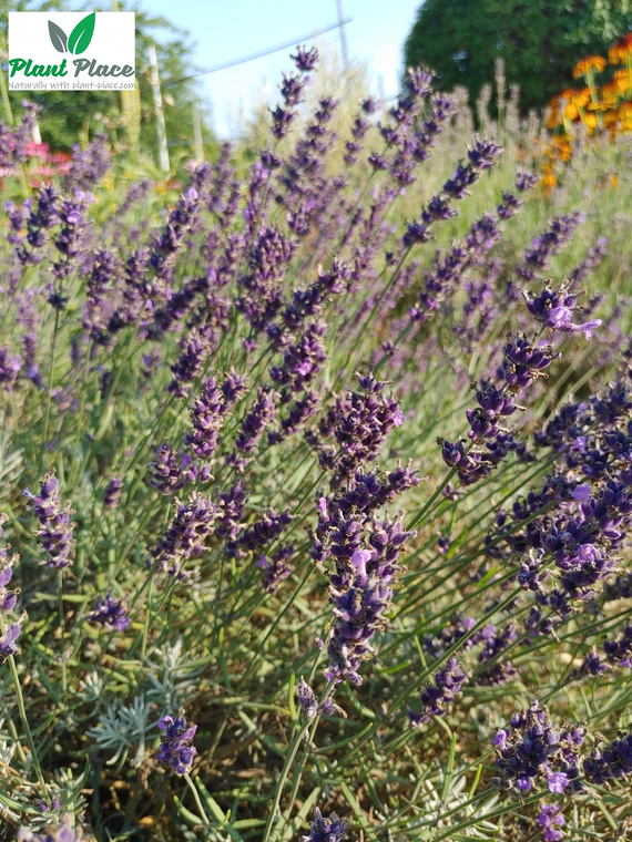 Medical lavender 0.2g (Lavandula officinalis)
