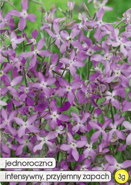 Two-spotted Nightshade (Matthiola bicornis)