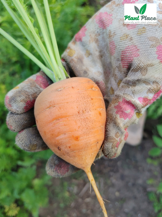 Edible carrot PARIJSER MARKT 4 round 3g (Daucus carota)