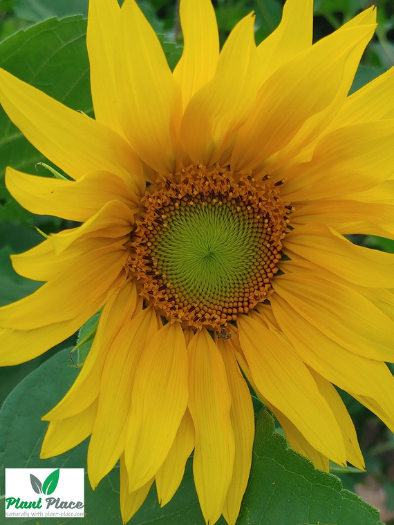 Edible garden sunflower 20g (Helianthus annuus)