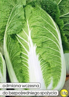 Chinese cabbage CAPITOL F1 0.5g (Brassica rapa)