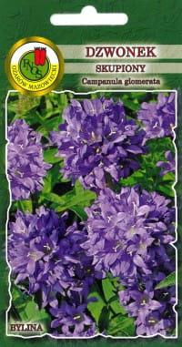 Clustered bellflower, violet-blue, 0.1g (Campanula glomerata)