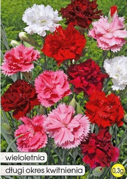 Feathered carnation full mix 0.3g (Dianthus plumarius fi.pl.)