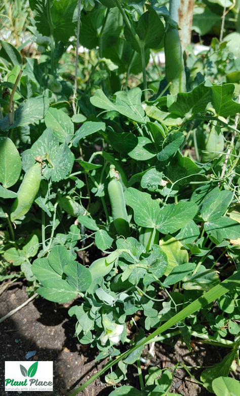 Groch siewny łuskowy PROGRESS 9 30g BIO (Pisum sativum)