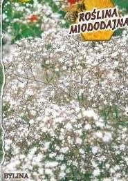 Baby's breath, durable white 0.5g (Gypsophila paniculata)