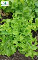 Leaf lettuce oakleaf SALAD BOWL 0.5g BIO (Lactuca sativa)
