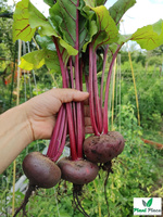 DEGYPTE beetroot 20g (Beta vulgaris)