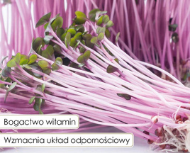 Nasiona na kiełki KAPUSTA CZERWONA 8g