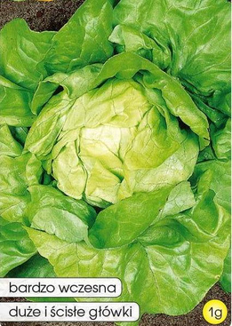 Butterhead lettuce EDYTA OŻAROWSKA 1g (Lactuca sativa var.capitata)