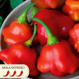 Chinese Ornamental Bell Pepper Red 0.15g (Capsicum baccatum)