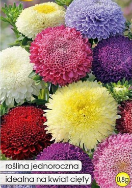 Pompon Aster Mixed Colors 0.8g (Callistephus chinensis fl. pl.)