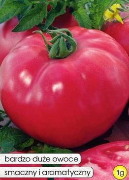 Beefsteak Tomato MALINOWY OLBRZYM 1g (Solanum lycopersicum L.)