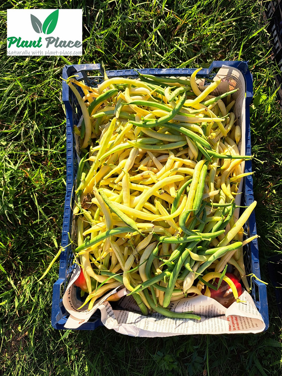 Fasola szparagowa żółta karłowa BERGGOLD 50g (Phaseolus vulgaris)