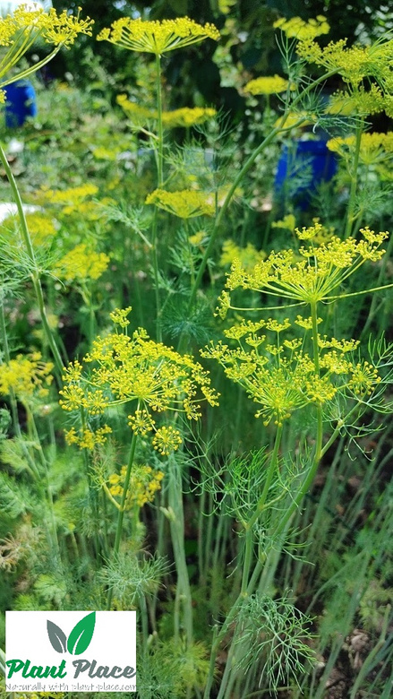 Garden dill 5g BIO (Anethum graveolens)
