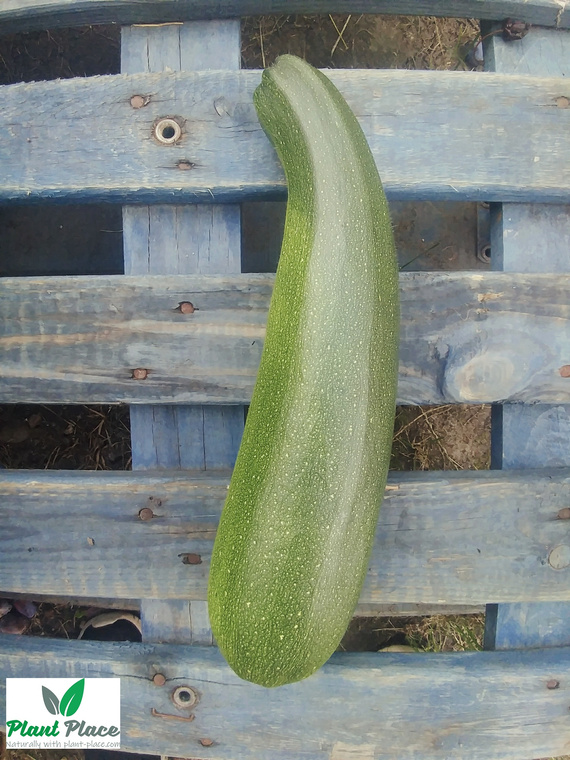 Cukinia Dynia zwyczajna NEFRYT F1 3g (Cucurbita pepo)