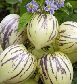 Pepino 0.01g (Solanum muricatum)