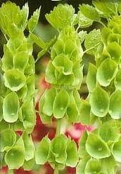 Dzwonek irlandzki zielony Gniazdeczka dzwonkowate 0,5g (Moluccella laevis)