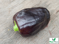Papryka ZULU 0,5g (Capsicum annuum)