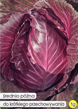 Red Conehead Cabbage KALIBOS 1g (Brassica oleracea convar. capitata var. Rrubra)