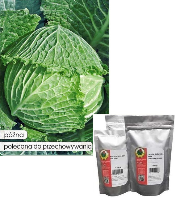 Langedijk Savoy Cabbage 50g (Brassica oleracea L. var. sabauda)